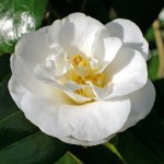 Camellia 'A W Jessep'