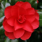 Camellia 'Ace of Hearts'
