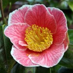Camellia 'Adelina Patti'