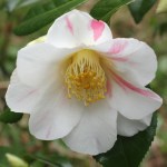 Camellia 'Admiral Spry'