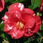 Camellia 'Adolphe Audusson Variegated'