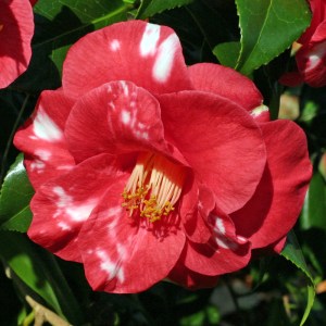 Camellia 'Adolphe Audusson Variegated'