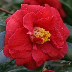 Camellia 'Adolphe Audusson'