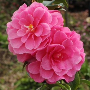 Camellia 'Adorable'
