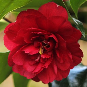 Camellia 'Agnes of the Oakes'