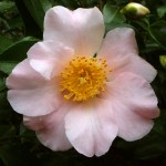 Camellia 'Ake Bono'