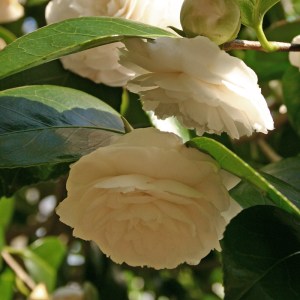 Camellia 'Alba Casoretti'