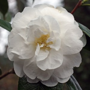 Camellia 'Alba Grandiflora'