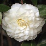 Camellia 'Alba Plena'