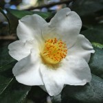 Camellia 'Alba Simplex'