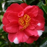 Camellia 'Alexander Hunter'