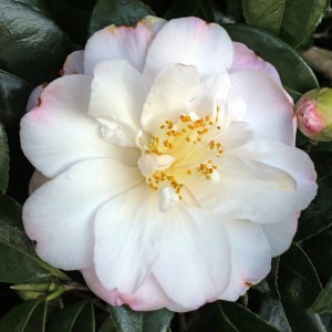 Camellia 'Alexis Smith'