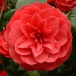 Camellia 'Alfredo Capellini'