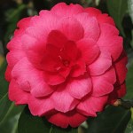 Camellia 'Alice Wood'