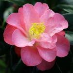 Camellia 'Alison Leigh Woodroof'