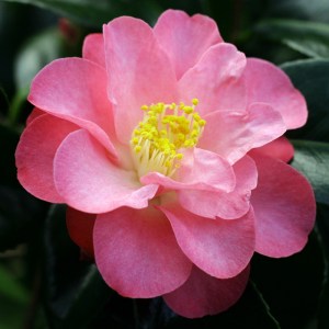 Camellia 'Alison Leigh Woodroof'