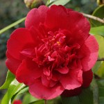 Camellia 'Althaeflora'