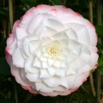 Camellia 'Amazing Graces'