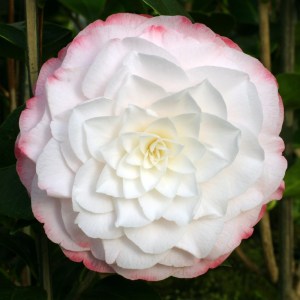 Camellia 'Amazing Graces'