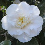 Camellia 'Andromeda'