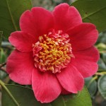 Camellia 'Anemoniflora'
