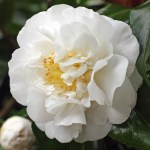 Camellia 'Angel'