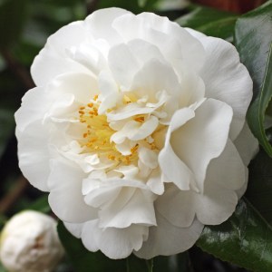 Camellia 'Angel'
