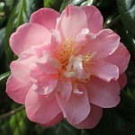 Camellia 'Ann Sothern'
