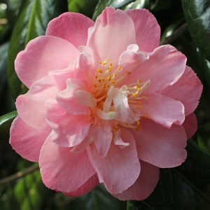 Camellia 'Ann Sothern'