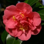 Camellia 'Anna M Page'