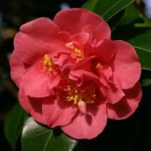 Camellia 'Anna M Page'