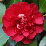 Camellia 'Anne Smith'