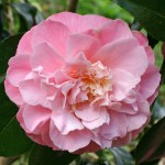 Camellia 'Annie Wylam'