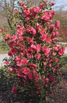 Camellia 'Anticipation'