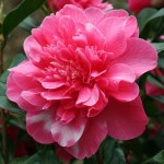 Camellia 'Anticipation Variegated'