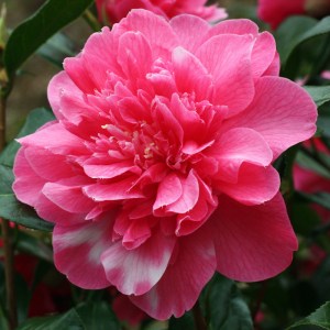Camellia 'Anticipation Variegated'