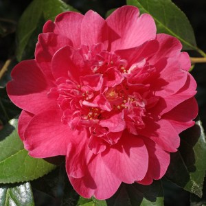 Camellia 'Anticipation'