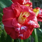 Camellia 'Apollo'
