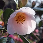 Camellia 'Apple Blossom'