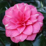 Camellia 'April Rose'