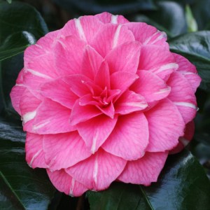 Camellia 'April Rose'