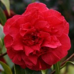 Camellia 'Arajishi'