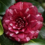 Camellia 'Arciduchesa Augusta'