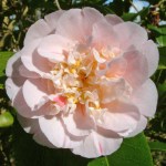 Camellia 'Ardoch'