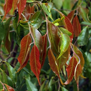 Camellia 'Arial Song'