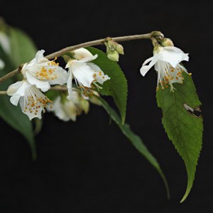 Camellia 'Ariel Song'
