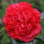Camellia 'Arthur Gayle'