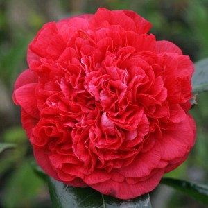 Camellia 'Arthur Gayle'