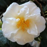 Camellia 'Auburn White'