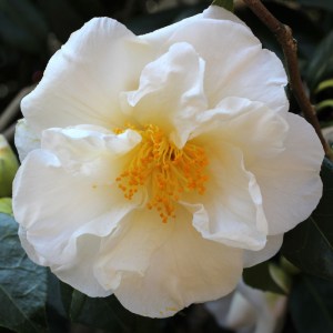 Camellia 'Auburn White'